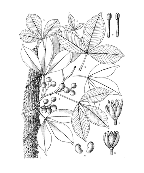 Natural compounds from  Toddalia asiatica